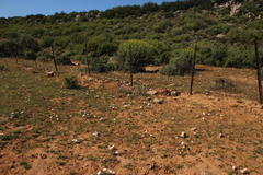 Dimorphotheca pinnata