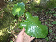 Cardiocrinum giganteum