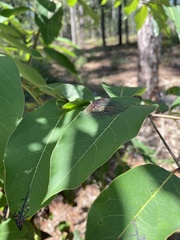 Diospyros virginiana image