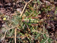 Mactruchus ischnodus