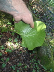 Cardiocrinum giganteum