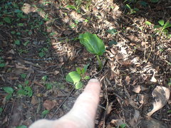 Cardiocrinum giganteum