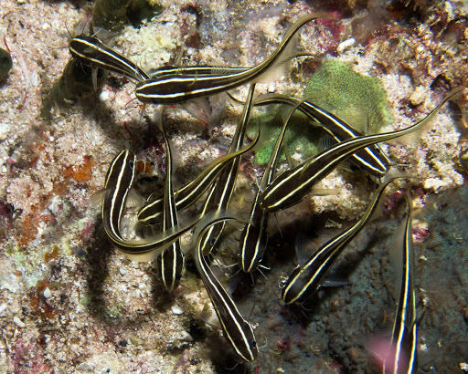 Eel Catfishes