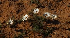 Dimorphotheca pinnata