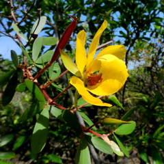 Chamaecrista ramosa