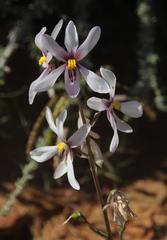 Cyanella orchidiformis
