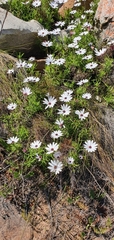 Dimorphotheca acutifolia