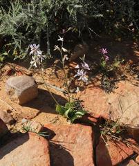 Cyanella orchidiformis
