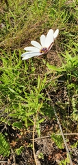 Dimorphotheca acutifolia