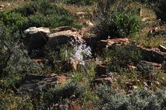 Cyanella orchidiformis