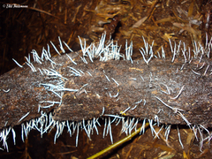 Clavaria acuta