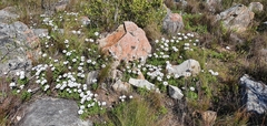 Dimorphotheca acutifolia