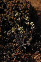 Crassula namaquensis