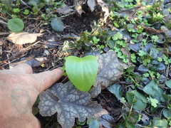 Cardiocrinum giganteum