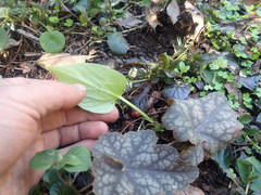 Cardiocrinum giganteum