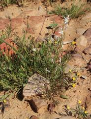 Heliophila variabilis