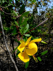 Chamaecrista ramosa