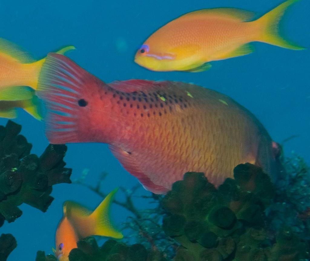 Diana's hogfish
