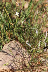 Heliophila variabilis