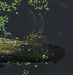Aeshna juncea