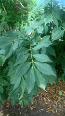 Euonymus alatus