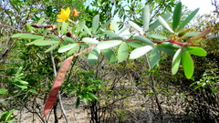 Chamaecrista ramosa