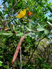 Chamaecrista ramosa