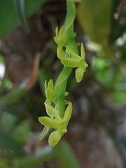 Epidendrum cardiophorum