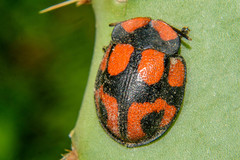 Botanochara angulata