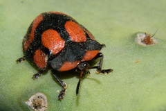 Botanochara angulata