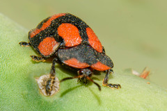 Botanochara angulata