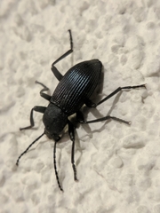 Tenebrionidae