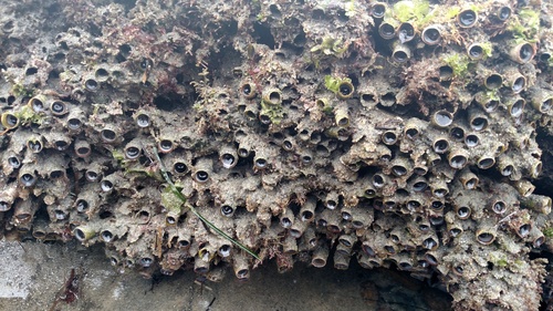 Thylacodes squamigerus