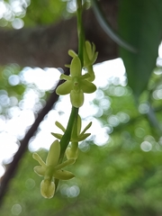 Epidendrum cardiophorum