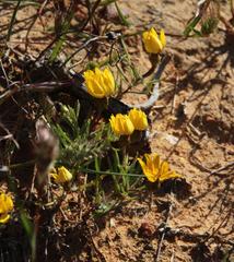 Rhynchopsidium pumilum