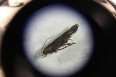 Lepidoptera