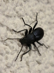 Tenebrionidae