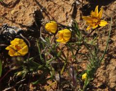 Rhynchopsidium pumilum