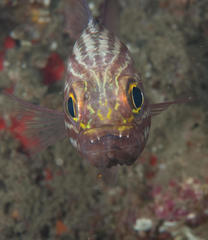 Cheilodipterus macrodon