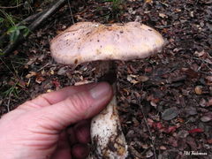 Cortinarius lebre
