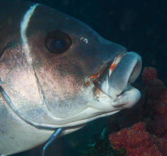 Plectorhinchus playfairi