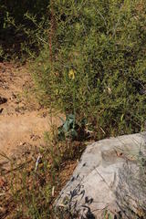 Ornithogalum maculatum