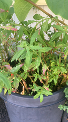 Piperales