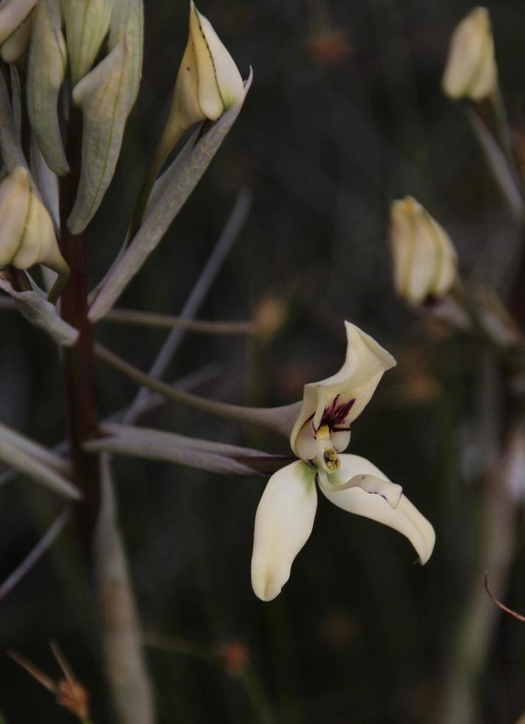 Disa karooica
