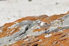 Charadrius marginatus marginatus