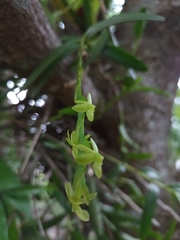 Epidendrum cardiophorum