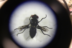 Diptera