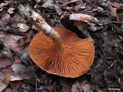 Cortinarius lebre