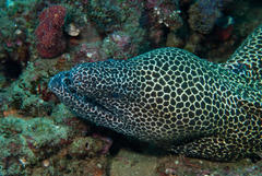 Gymnothorax favagineus
