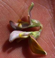 Aspalathus pulicifolia